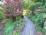Garden/Walkway